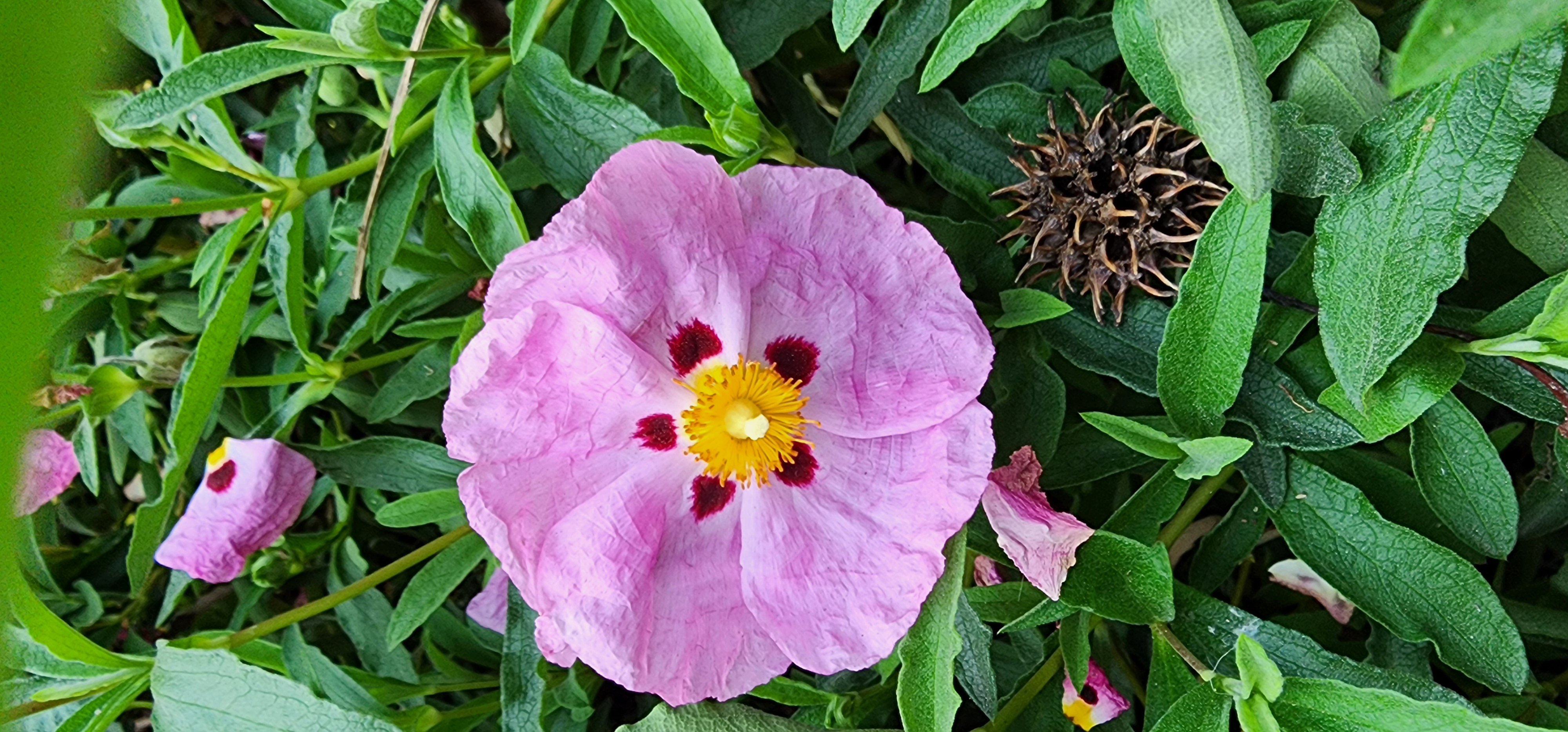 Bloom at my house 01